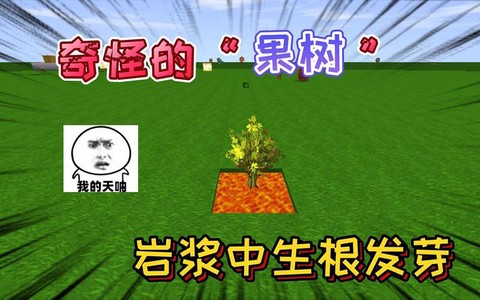 迷你世界果树怎么长大
