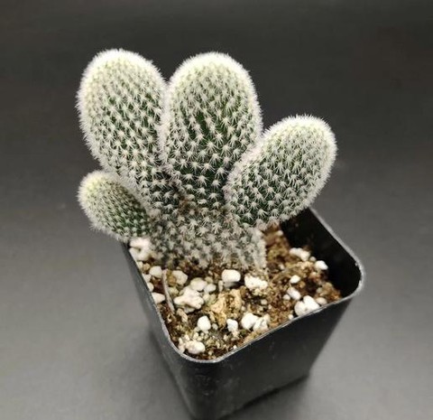 迷你世界仙人掌怎么用[图1]